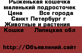 Рыженькая кошечка маленький подросточек › Цена ­ 10 - Все города, Санкт-Петербург г. Животные и растения » Кошки   . Липецкая обл.